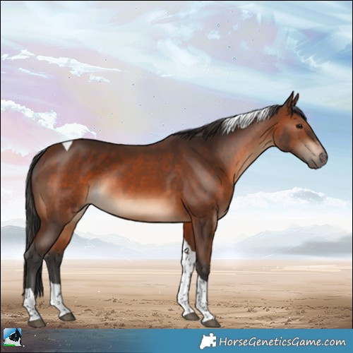 Horse Color:Brown Tobiano Rabicano