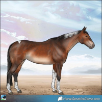 Horse Color:Brown Tobiano Rabicano