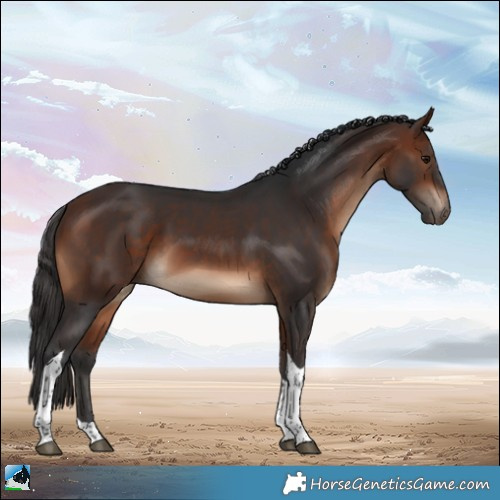 Horse Color:Bay Tobiano Rabicano