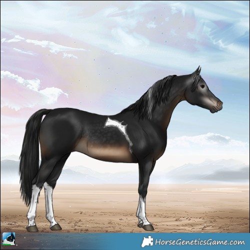 Horse Color:Gray White Spotted Brown Tobiano Rabicano 