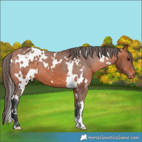 Horse Color:White Spotted Bay Varnish 