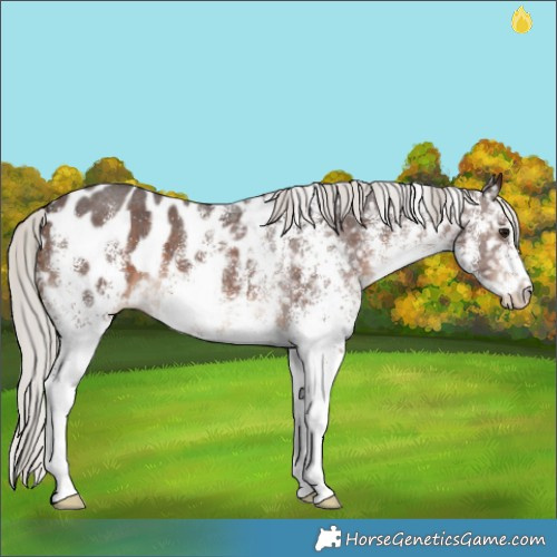Horse Color:White Spotted Silver Brown Appaloosa 