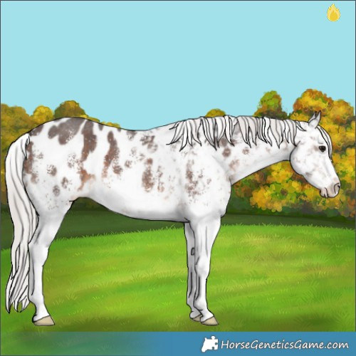 Horse Color:White Spotted Silver Brown Appaloosa 