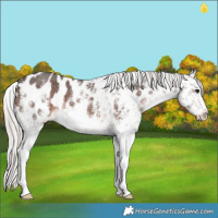 Horse Color:White Spotted Silver Brown Appaloosa 