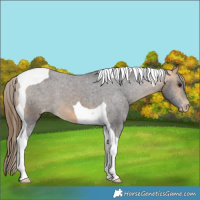 Horse Color:Buckskin Tobiano Varnish