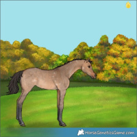 Horse Color:Void Bay Dun