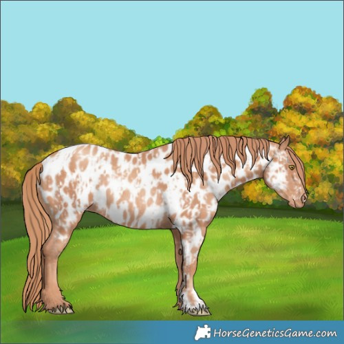 Horse Color:Gold Champagne Appaloosa  and Gold Champagne Appaloosa Rabicano 