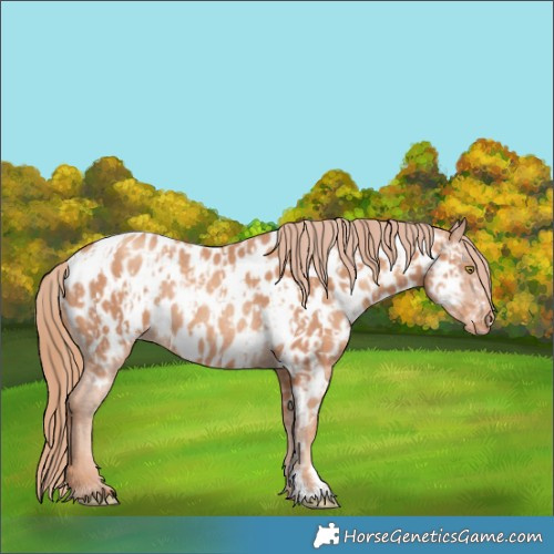 Horse Color:Gold Champagne Near Leopard  and Gold Champagne Near Leopard Rabicano 