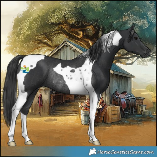 Horse Color:Black Tobiano Rabicano 