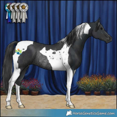 Horse Color:Black Tobiano Rabicano 
