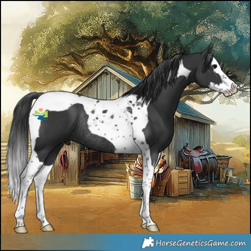 Horse Color:Black Splash Tobiano Rabicano 