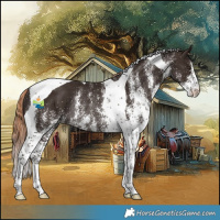 Horse Color:White Spotted Liver Chestnut Tobiano Rabicano 