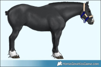 Horse Color:Black 