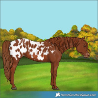 Horse Color:Chestnut Appaloosa 