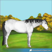 Horse Color:White Spotted Blue Roan
