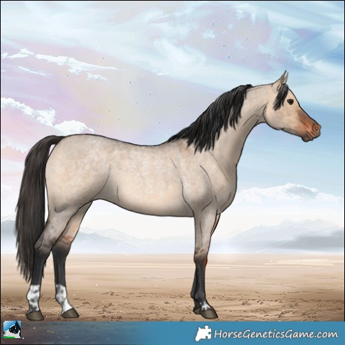 Horse Color:Brown Roan Dun  and Bay Roan Dun 