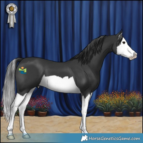 Horse Color:Black Splash 