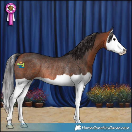 Horse Color:Bay Splash Rabicano 