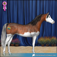 Horse Color:Bay Splash Rabicano