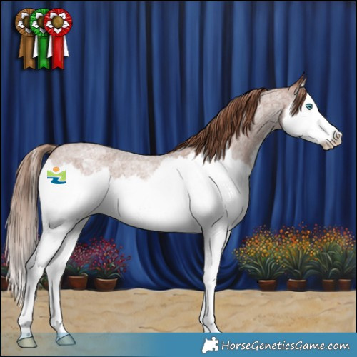 Horse Color:Red Roan Splash Appaloosa Rabicano 