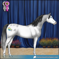 Horse Color:Blue Roan Splash Appaloosa Rabicano 