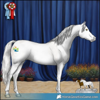 Horse Color:Gray Silver Amber Champagne Roan Splash Appaloosa 