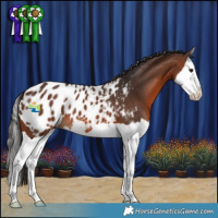 Horse Color:Brown Splash Appaloosa 