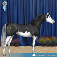 Horse Color:Black Splash