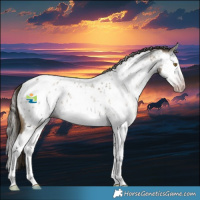 Horse Color:Gray Classic Cream Champagne Roan Splash Appaloosa 
