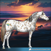 Horse Color:Classic Cream Champagne Appaloosa 