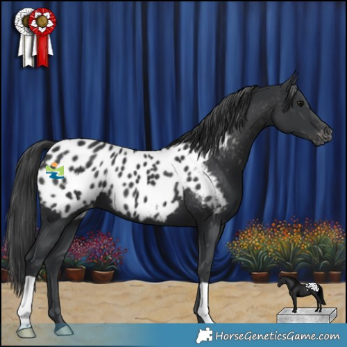 Horse Color:Black Appaloosa 