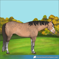 Horse Color:Bay Dun  and Bay Dun Splash 