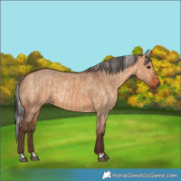 Horse Color:Bay Dun  and Silver Bay Dun