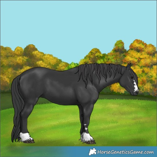 Horse Color:Black 