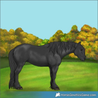 Horse Color:Black 