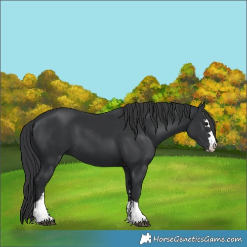 Horse Color:Black 