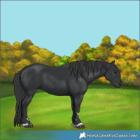 Horse Color:Black 