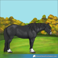 Horse Color:Black 