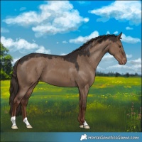 Horse Color:Liver Red Dun Appaloosa