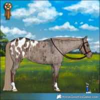 Horse Color:Liver Red Dun Appaloosa Brindle 