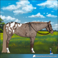 Horse Color:Liver Red Dun Appaloosa Brindle 