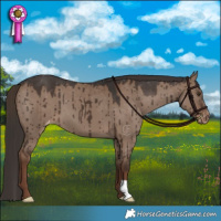 Horse Color:Liver Red Dun Appaloosa Brindle 