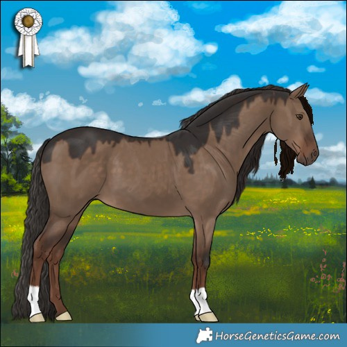 Horse Color:Liver Red Dun