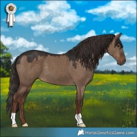 Horse Color:Liver Red Dun 