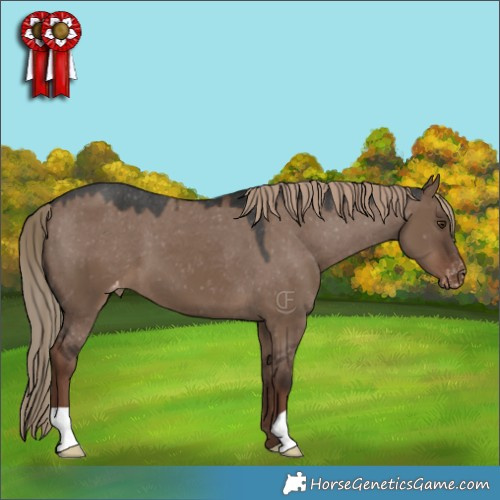 Horse Color:Liver Red Dun Appaloosa 