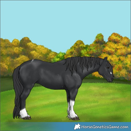 Horse Color:Black Tobiano 