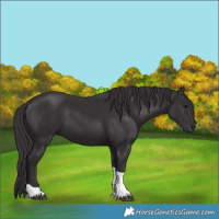 Horse Color:Smoky Black Tobiano 