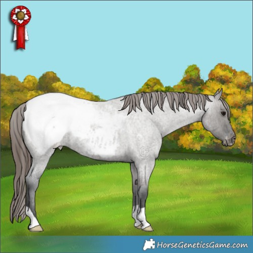 Horse Color:Grullo Roan Appaloosa 