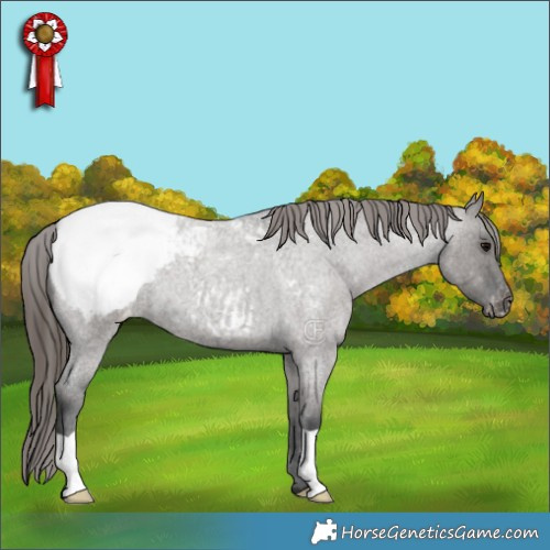 Horse Color:Grullo Roan Appaloosa 