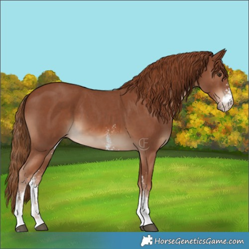 Horse Color:Chestnut Sabino 